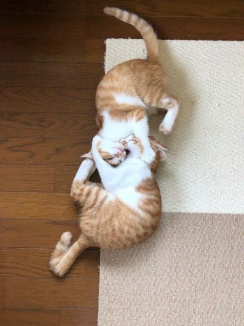 Những chú mèo đuôi cong ở tỉnh Nagasaki